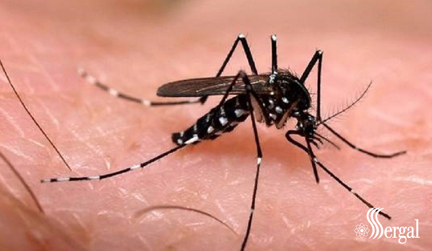 Mosquito tigre causa primeros casos dengue autóctono