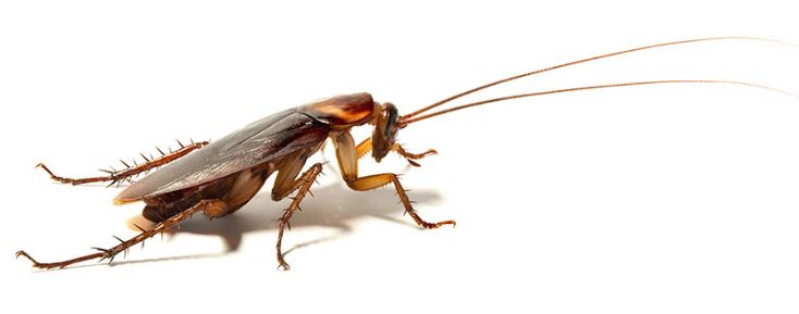 Plagas de Cucarachas