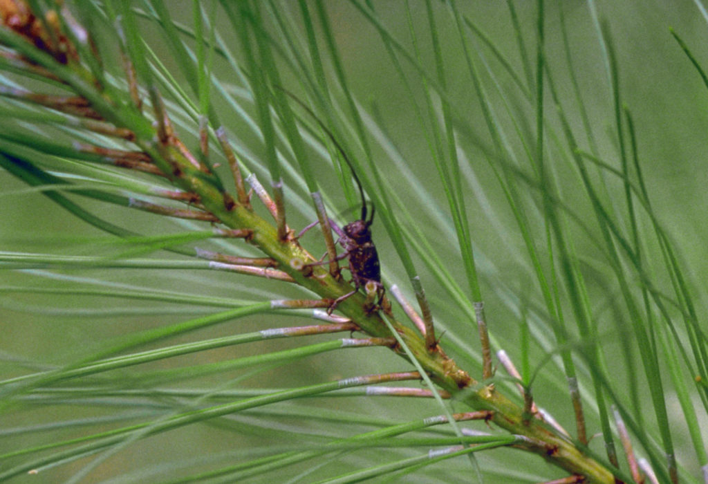 Nematodo del pino. Escarabajo
