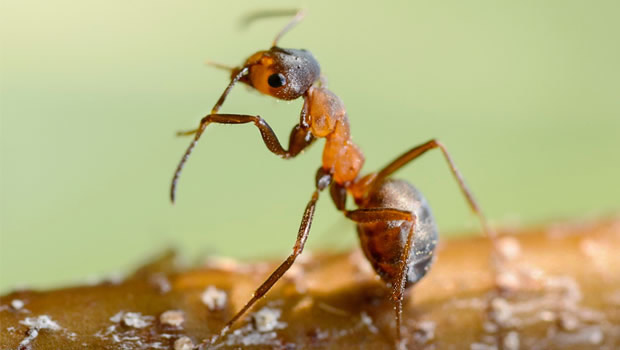 insectos peinan sus antenas