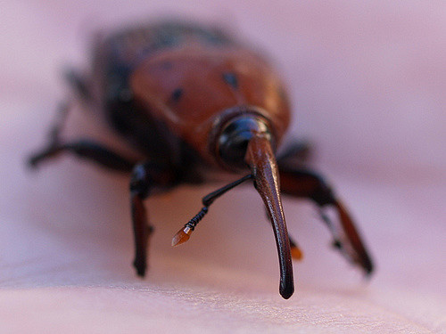 Escarabajo Rhinochophorus Ferrugineus