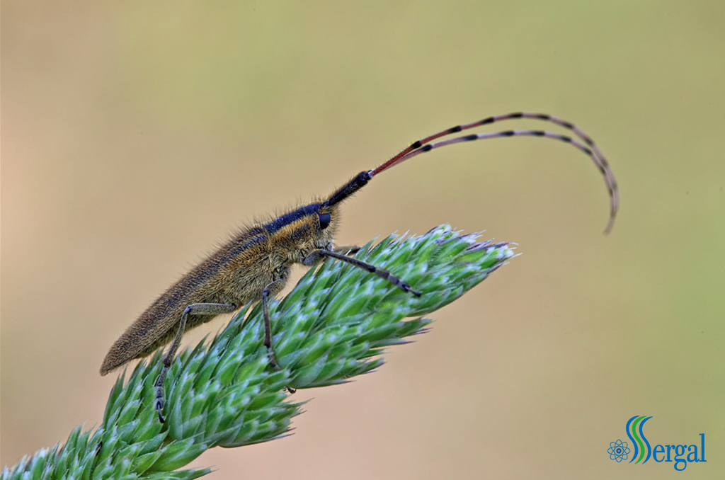 insectos peinan sus antenas