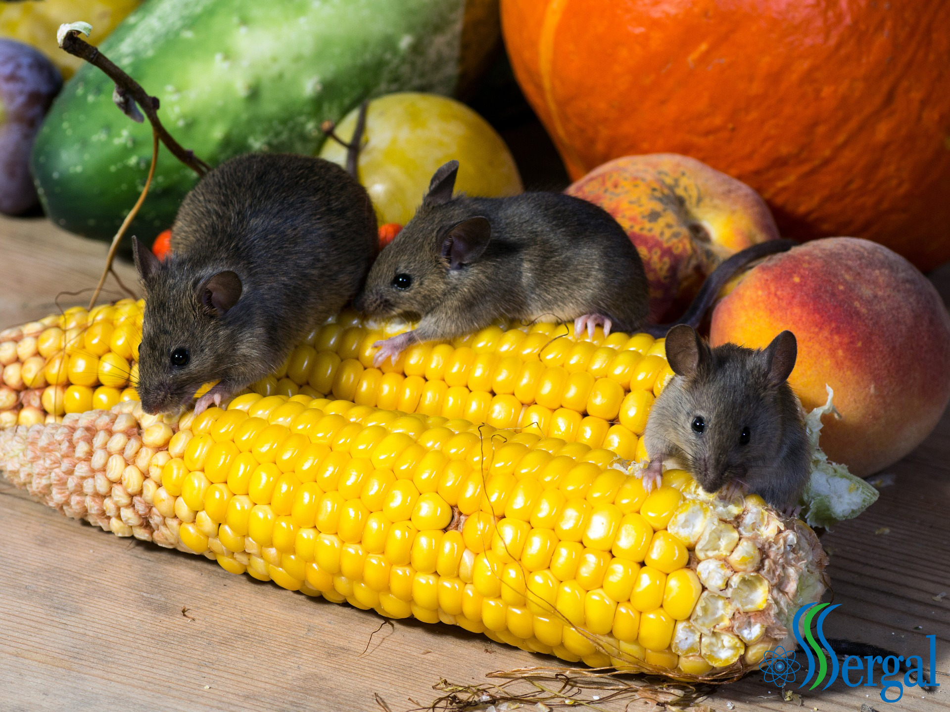 Plaga de ratones en casa: te ayudamos a combatirlos | SERGAL