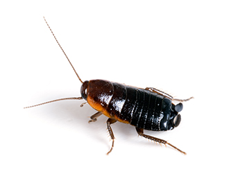 cucaracha-oriental