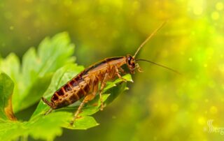 Todo lo que debes saber sobre las cucarachas