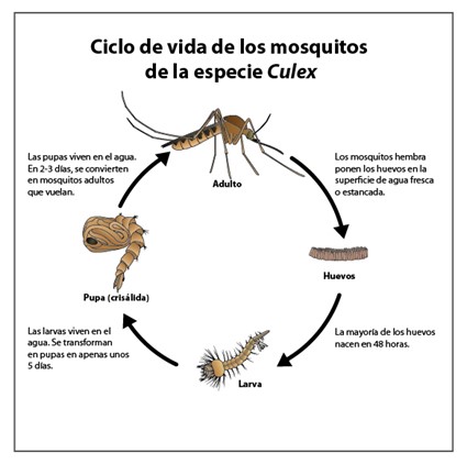Plaga de mosquitos